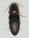 Esthesopus praeditus - photo 3