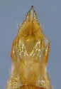 Esthesopus pusio - photo 5
