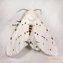 Estigmene albida - Hodges#8132