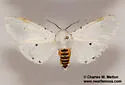 Estigmene albida - Hodges#8132 - photo 4