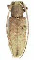 Estoloides aquilonius - Estoloides aquilonius