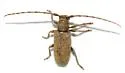 Estoloides aquilonius - photo 2