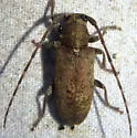 Estoloides aquilonius - photo 3