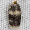 Etainia ochrefasciella - Hodges#0037