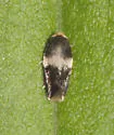 Etainia ochrefasciella - Hodges#0037 - photo 4