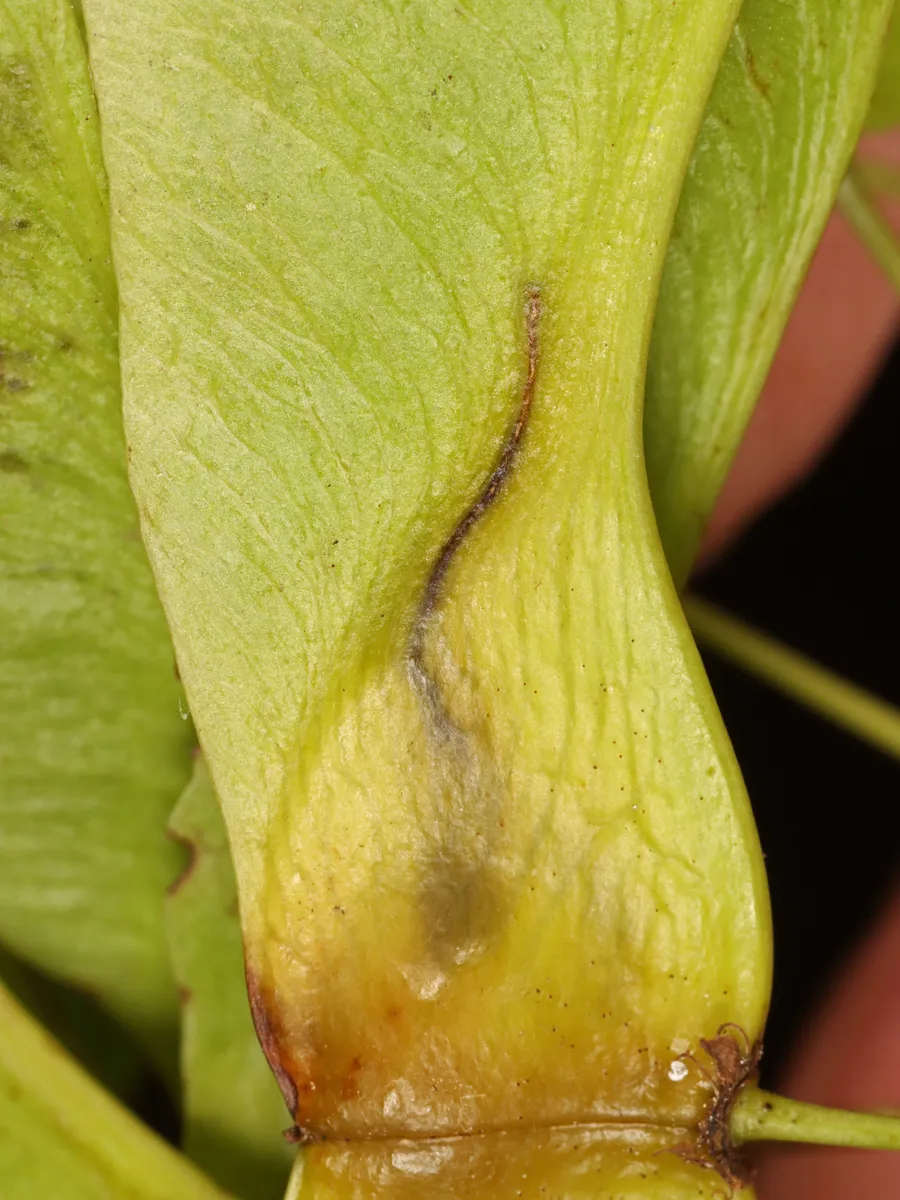 Etainia sericopeza - photo 3