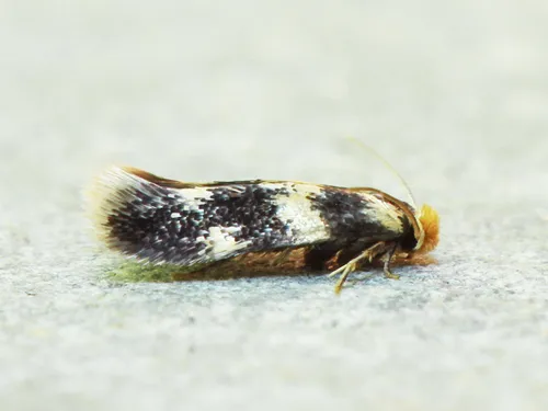 Etainia sericopeza - photo 4
