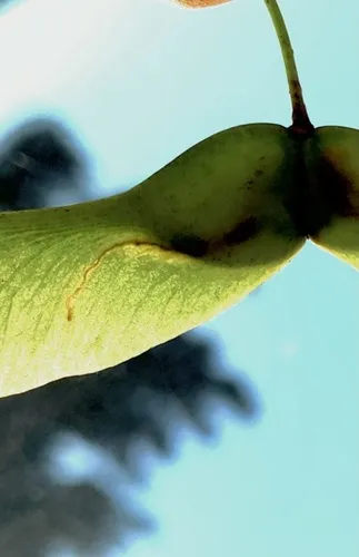 Etainia sericopeza - photo 5
