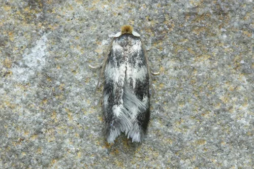 Etainia sericopeza - photo 6