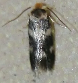 Etainia sericopeza - photo 8