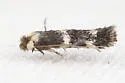 Etainia thoraceleuca - photo 2
