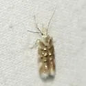 Eteobalea iridella - Hodges#1510