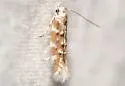 Eteobalea iridella - Hodges#1510 - photo 2