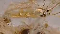 Eteobalea iridella - Hodges#1510 - photo 4