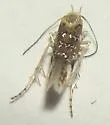 Eteobalea iridella - Hodges#1510 - photo 5