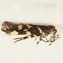Eteobalea sexnotella - Hodges#1508