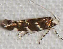 Eteobalea sexnotella - Hodges#1508 - photo 3