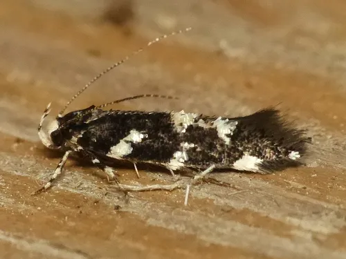 Wyatt's Stagmatophora - Hodges#1509