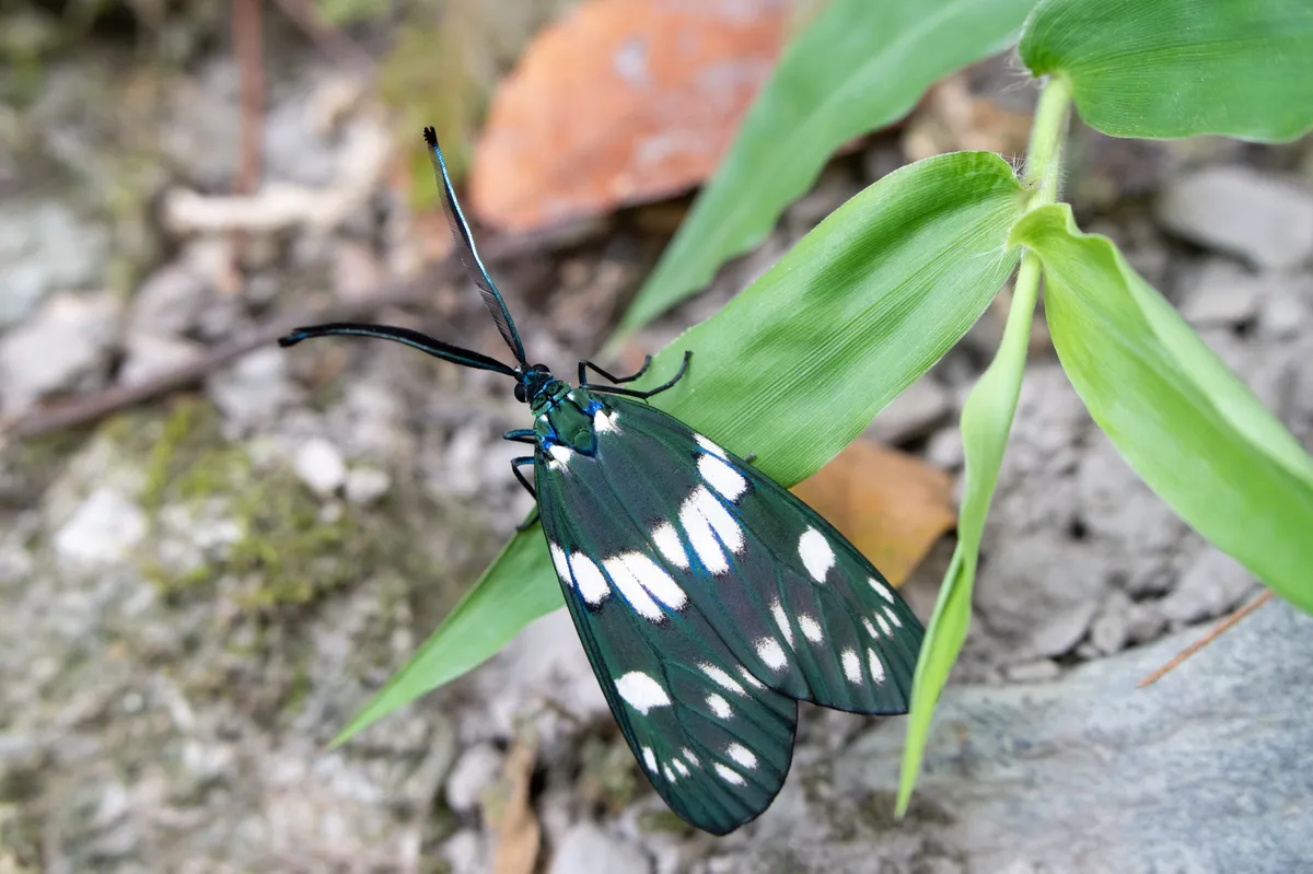 Red slug caterpillar - photo 3