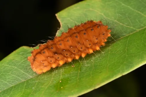 Red slug caterpillar - photo 8