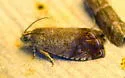 Ethelgoda texanana - Hodges#3424 - photo 5