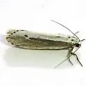 Ethmia albicostella - Hodges#1001