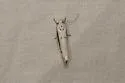 Ethmia albicostella - Hodges#1001 - photo 2