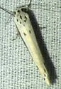 Ethmia albicostella - Hodges#1001 - photo 3