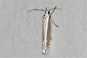 Ethmia albicostella - Hodges#1001 - photo 4