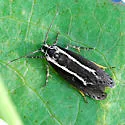 Ethmia albistrigella - Hodges#0973