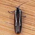 Ethmia albistrigella - Hodges#0973 - photo 2