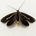 Ethmia albistrigella - Hodges#0973 - photo 4
