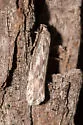 Ethmia angustalatella - Hodges#1007.1