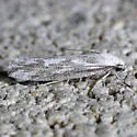 Ethmia angustalatella - Hodges#1007.1 - photo 2