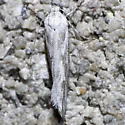 Ethmia angustalatella - Hodges#1007.1 - photo 3