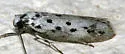 Ethmia apicipunctella - Hodges#0978