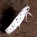 Ethmia apicipunctella - Hodges#0978 - photo 2