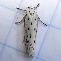 Ethmia apicipunctella - Hodges#0978 - photo 3