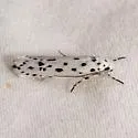 Ethmia apicipunctella - Hodges#0978 - photo 4