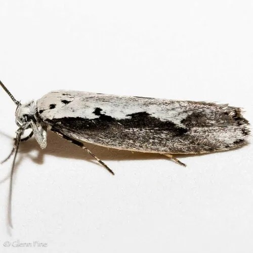 Ethmia arctostaphylella - Hodges#0979