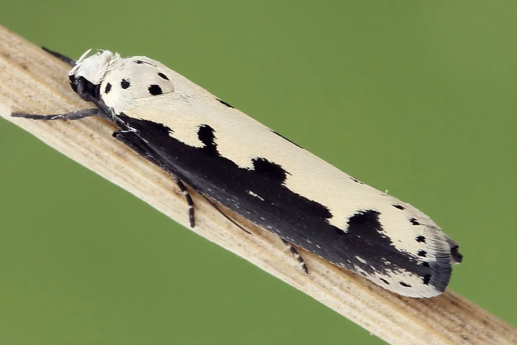 Viper's Bugloss Moth - photo 2