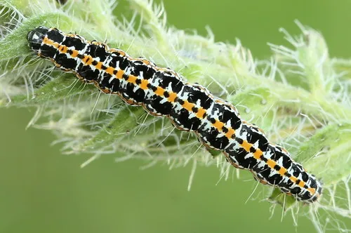 Viper's Bugloss Moth - photo 5