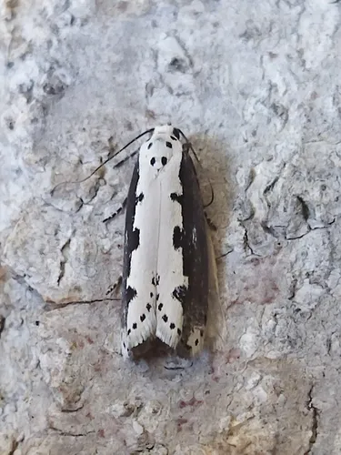 Viper's Bugloss Moth - photo 6