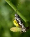 Ethmia brevistriga - Hodges#0967