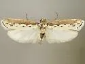 Ethmia burnsella - Hodges#0991