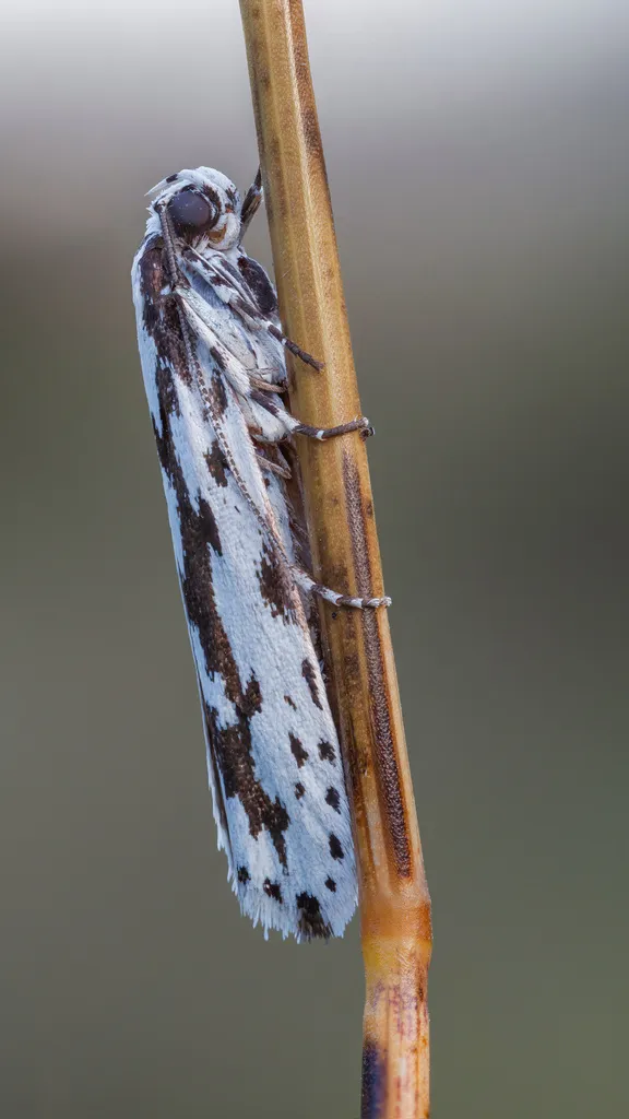 Ethmia candidella - photo 2