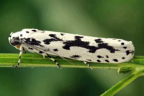Ethmia candidella - photo 5