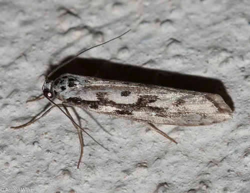Ethmia candidella - photo 7