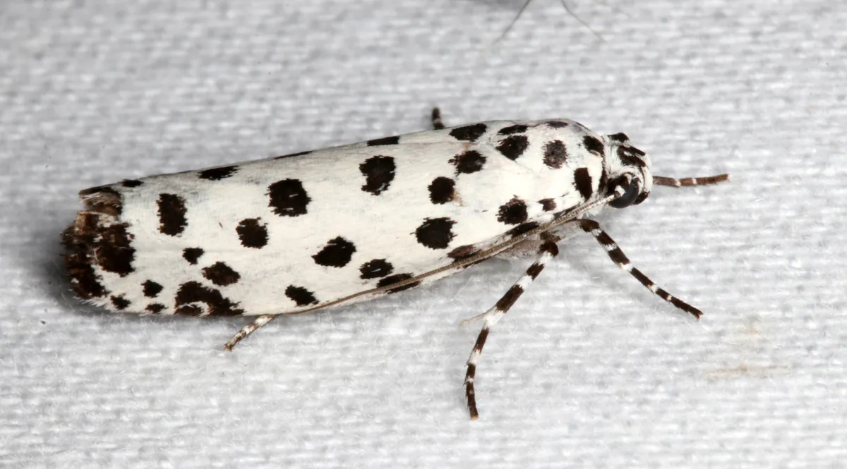 Ethmia clytodoxa - photo 3