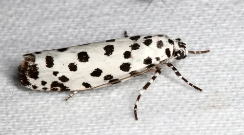 Ethmia clytodoxa - photo 4